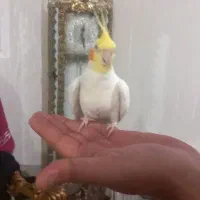 عروس هلندی زیبا وجوان وخونگرم قشنگ