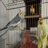 جفت عروس هلندی
