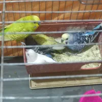 مرغ عشق جفت|پرنده|الوند, |دیوار