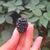 نهال تمشک دوساله(بلکبری) و انواع نهال