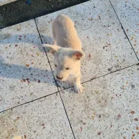 واگذاری توله سگ ۴ ماهه