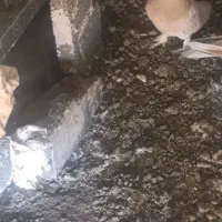 فروش پنج عدد ماده همگی ضمانتی|پرنده|اشنویه, |دیوار