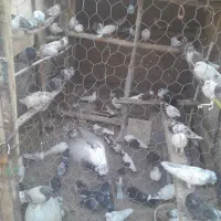 فروش کبوتر