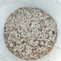 تخمه کدو تازه چین