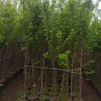 نهال های تنومند چند ساله تجاری داخل سطل کاشت الان