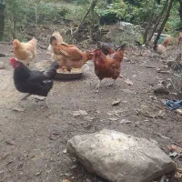 فروش مرغ محلی|حیوانات مزرعه|سیاهکل, |دیوار