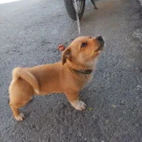 سگ پارمر عروسکی|سگ|قم, ناصردیوان|دیوار