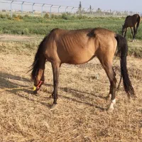 اسب مادیون به همراه کره یکونیم ساله|اسب و تجهیزات اسبسواری|میاندوآب, |دیوار