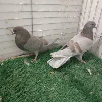 کفتر|پرنده|میناب, |دیوار