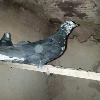 دوتا کفتر پرشی گرفتنی نر|پرنده|سبزوار, پیام|دیوار