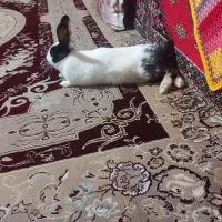 خرگوش|موش و خرگوش|صالح آباد, |دیوار