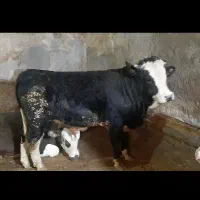 گوساله نر درجه یک