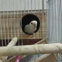 طوطی کوتوله برزیلی نر