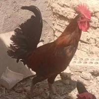 مرغ و خروس عربی