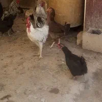 خروس