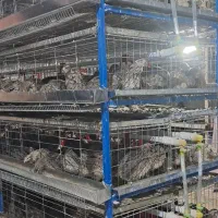 قفس بلدرچین