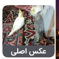 جوجه عروس هلندی