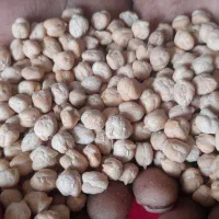 نخود دانه درشت درجه یک|خوردنی و آشامیدنی|کرج, برغان|دیوار