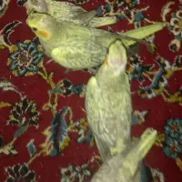 جوجه عروس هلندی|پرنده|مشهد, محمدآباد|دیوار