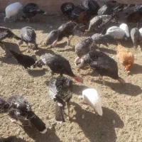 بوقلمون فروشی|حیوانات مزرعه|سبزوار, قصبه شرقی|دیوار