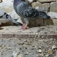 کفترای پلاکی پرنده|پرنده|زاویه, |دیوار