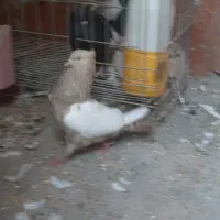 کبوتر ماده سینه ای|پرنده|اهواز, ۳۰ متری|دیوار