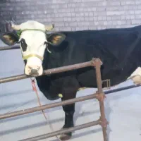 یک عدد گاو وگوساله سیمینتال اصیل