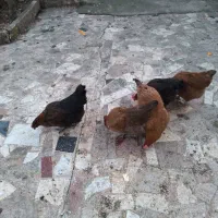 مرغ تخمگذار|حیوانات مزرعه|کلاچای, |دیوار