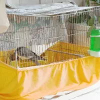 یک جفت عروس هلندی بالغ|پرنده|سمنان, |دیوار