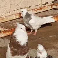 کبوتر|پرنده|سقز, |دیوار