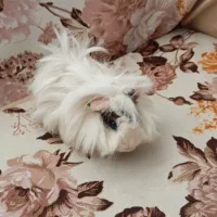 خوکچه هندی فشن|موش و خرگوش|تهران, شمشیری|دیوار