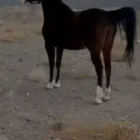 اسب مادیان|اسب و تجهیزات اسب‌سواری|رفسنجان, |دیوار