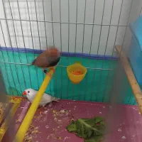 چند عدد وسیله فروشی|حراج|الشتر, |دیوار