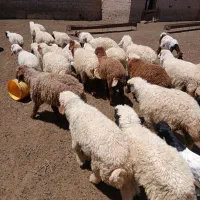 هویزه .روستایی زهیریه