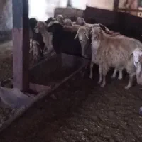 فروش گوسفند گوشتی شیشک|حیوانات مزرعه|سرعین, |دیوار