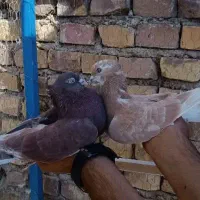 15 عدد کفتر پرشی ساعت سنگین .|پرنده|اردکان, |دیوار