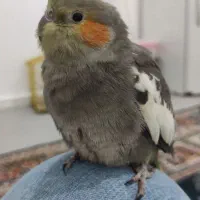 عروس هلندی گمشده