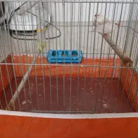 یک جفت فنچ به همراه قفس