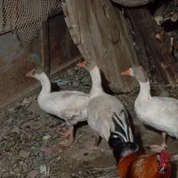 غاز|حیوانات مزرعه|اهواز, چنیبه پایین|دیوار