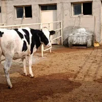 کارگر گاوداری