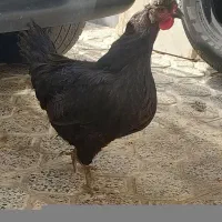 مرغ لهستانی