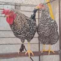 مرغ و خروس زینتی امرک|حیوانات مزرعه|شیراز, تل حسین‌آباد|دیوار