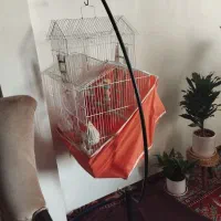 طوطی عروس هلندی