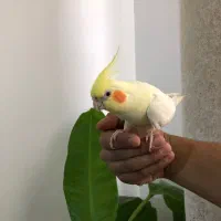 یک جفت عروس هلندی|پرنده|هشتگرد, شهرک ولیعصر (مهستان)|دیوار