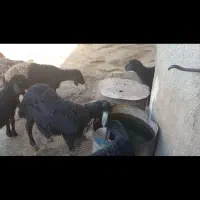 بره ماده قره قزل و قره چال