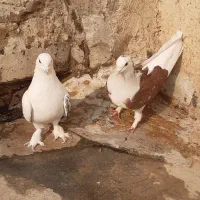 کبوتر اصفهانی