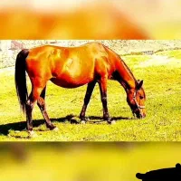 مادیان ترکی قدیمی|اسب و تجهیزات اسبسواری|ارژن, |دیوار