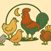 تخم مرغ نطفه دار محلی اصل