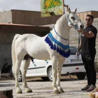 پارتنر علاقه مند به اسب سواری