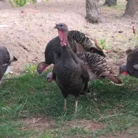 بوقلمون ماده